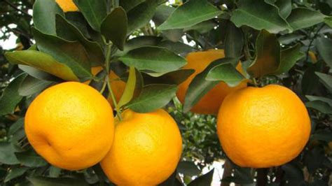 橘子要種多久 有量就有福